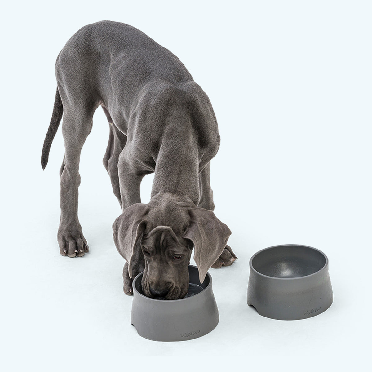 Gray dog eating from a gray West Paw Non-Slip Bowl beside a second empty bowl