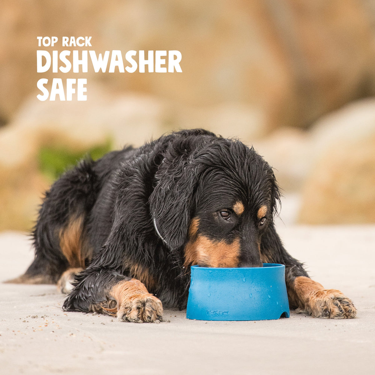 Dog drinking from a blue West Paw Non-Slip Bowl; top-rack dishwasher safe