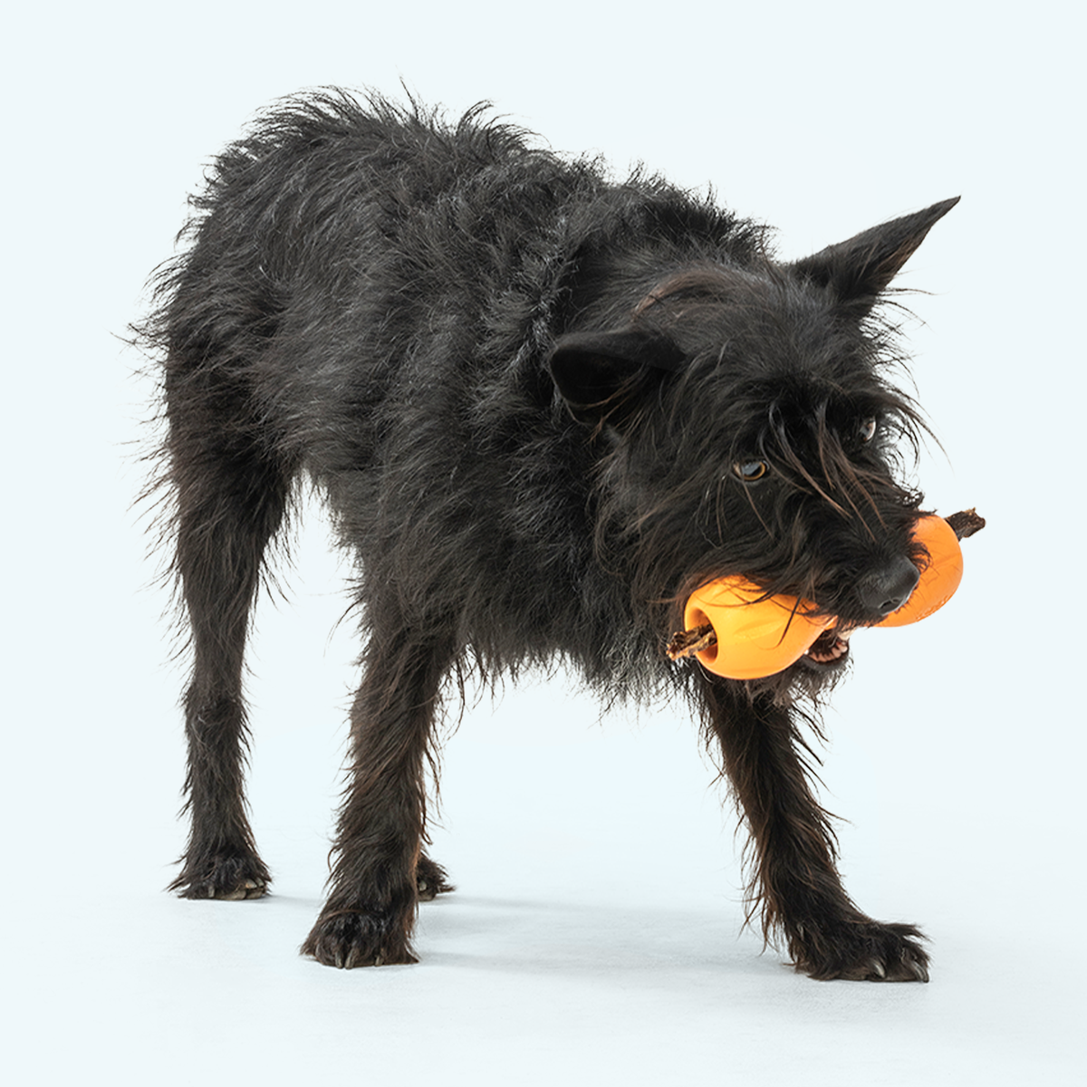Dog holding a tangerine Qwizl with a treat stick