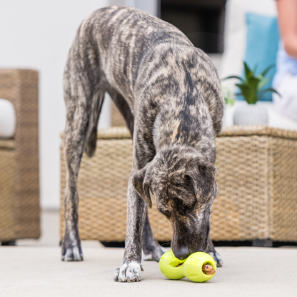 Dog investigating a granny smith Qwizl with a treat stick