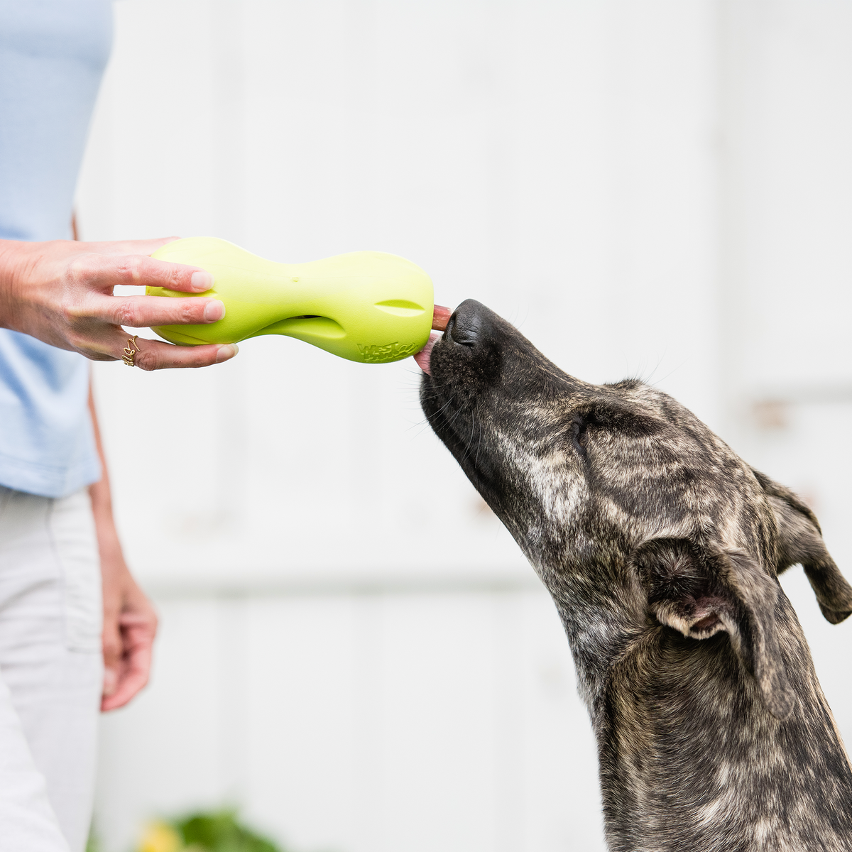 Person offering a granny smith Qwizl to a dog