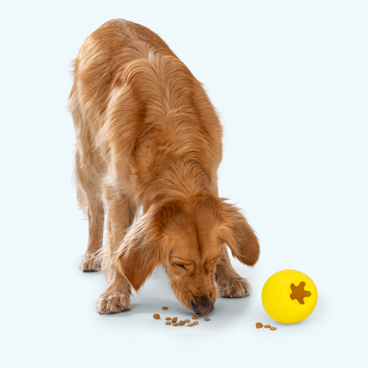Golden retriever sniffing kibble beside a dandelion Rumbl