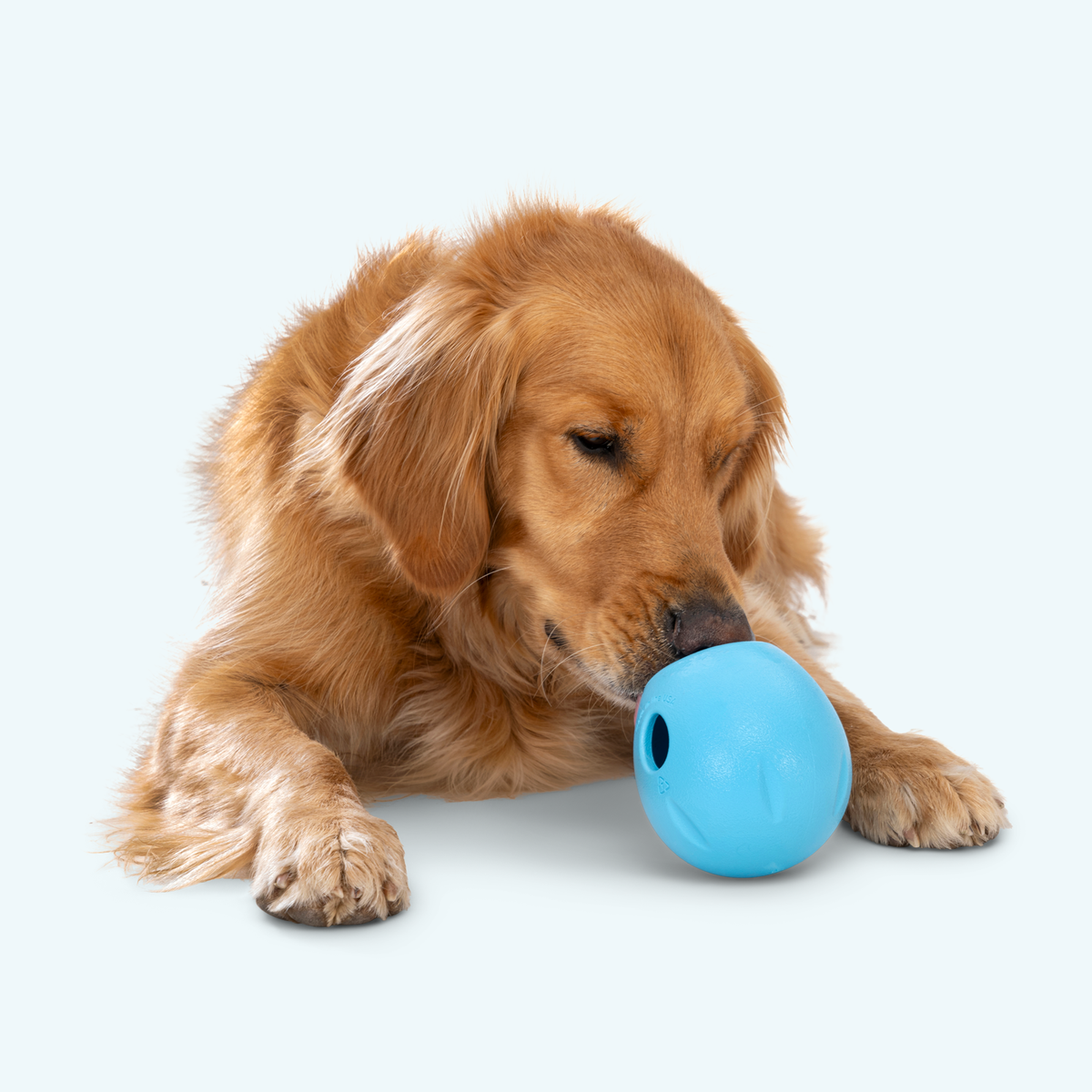 Golden retriever playing with an aqua Rumbl