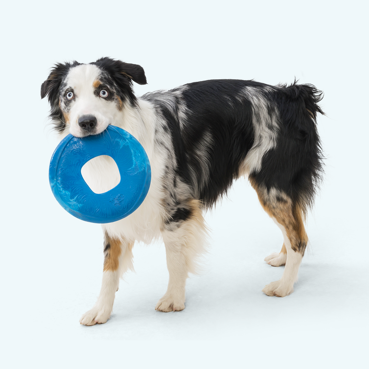 Dog holding a blue West Paw Sailz fetch disc by its center opening