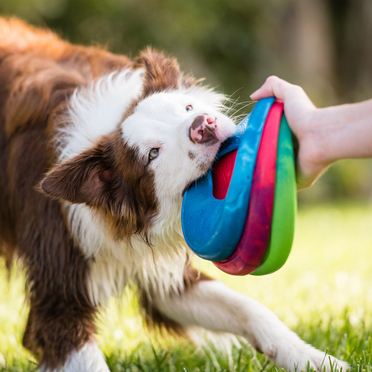 Dog gripping a stack of blue, red and green West Paw Sailz discs outdoors
