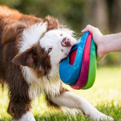 Dog gripping a stack of blue, red and green West Paw Sailz discs outdoors