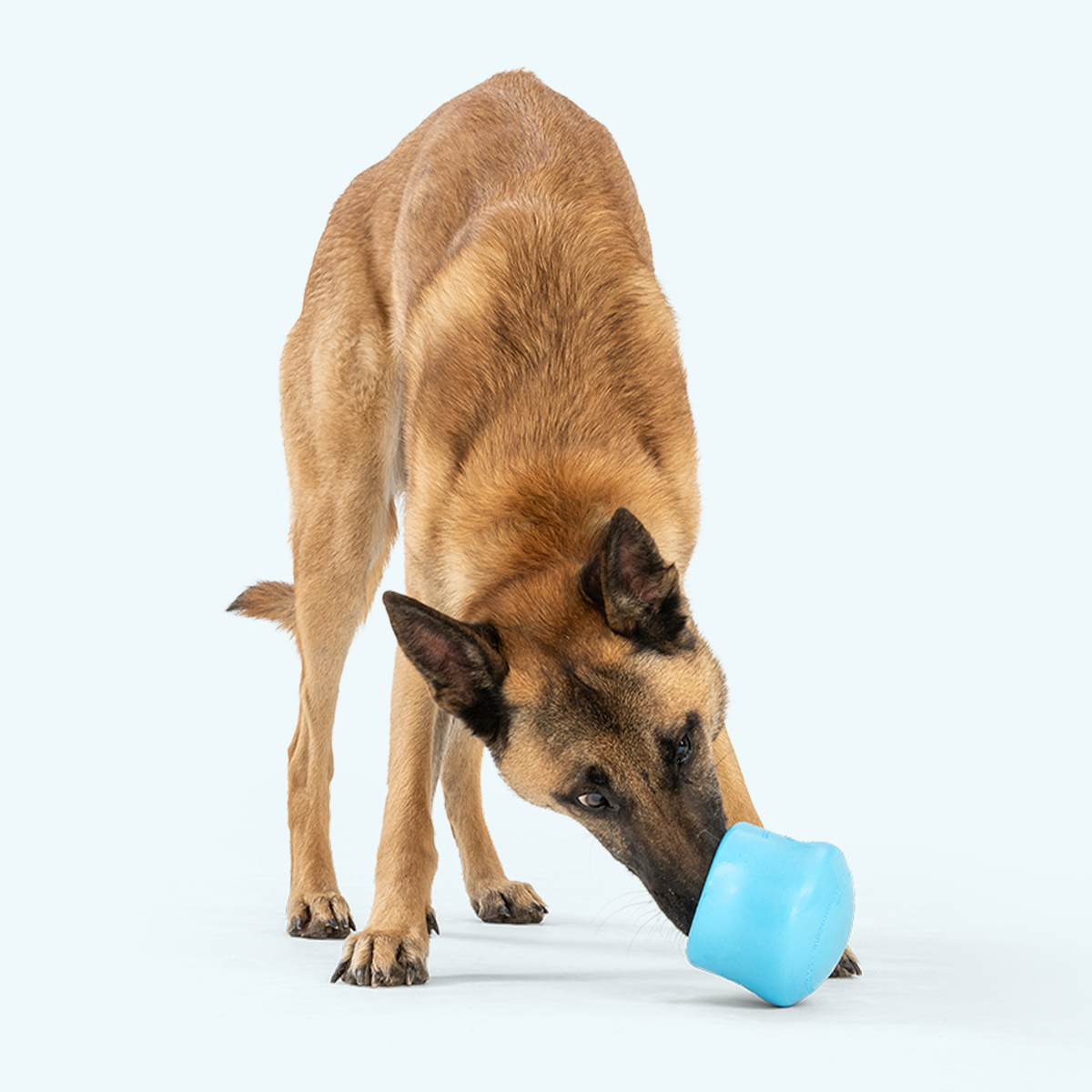 Dog nudging an aqua blue Toppl puzzle toy