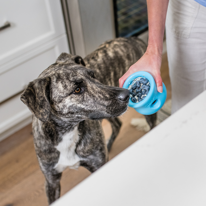 Dog sniffing an aqua blue Toppl filled with food